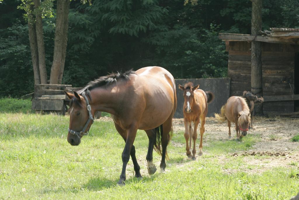 Farm Stay Frank Ozmec Wine And Glamping Estate Ljutomer Exterior foto